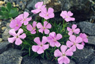 Dianthus glacialis